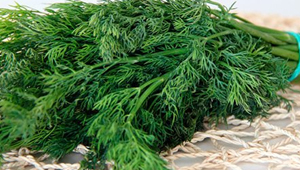 Photo of Укроп лечебные свойства и противопоказания